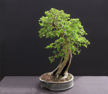 english elm